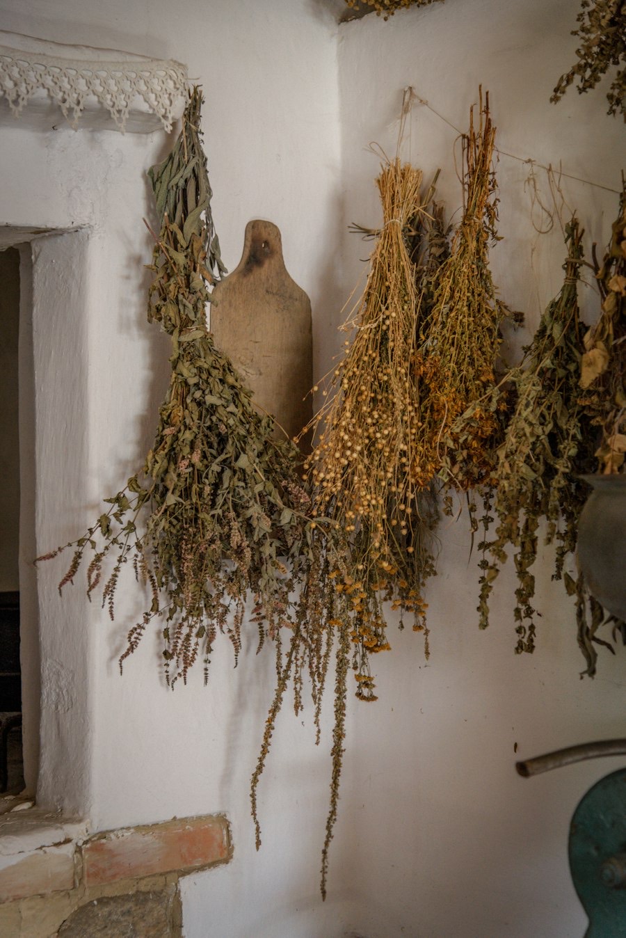 Bunches of herbs hanging to dry