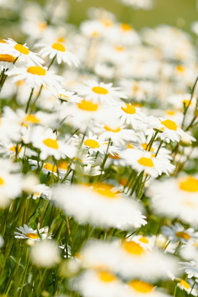 Field of chamomile in sunlight
