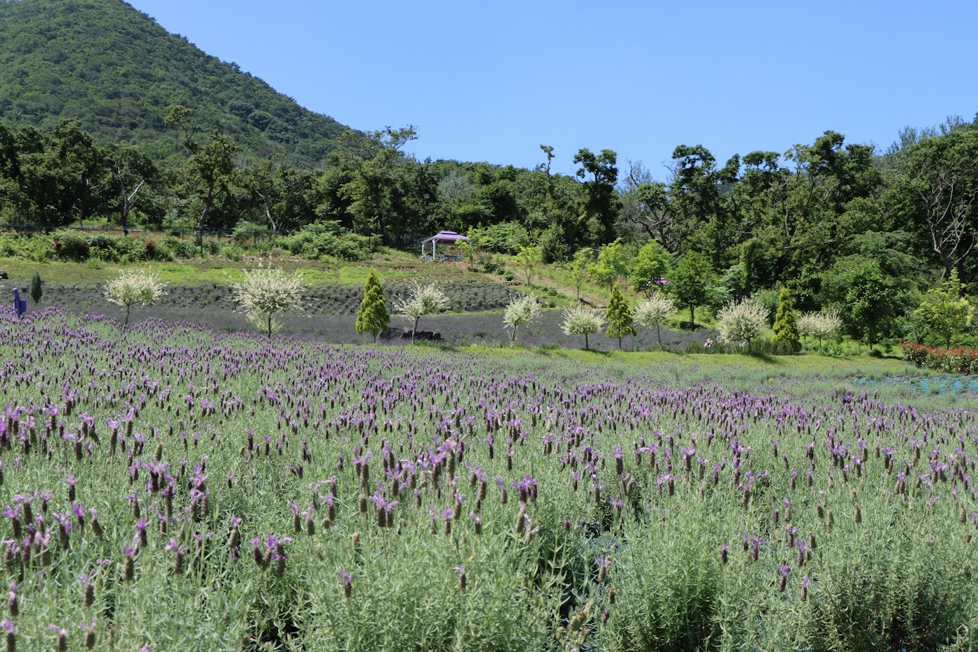 Lavender field in bloom