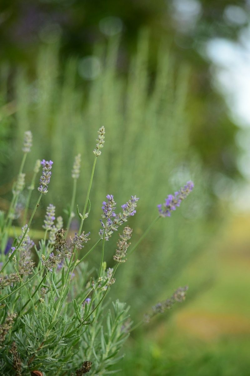 Lavender stems