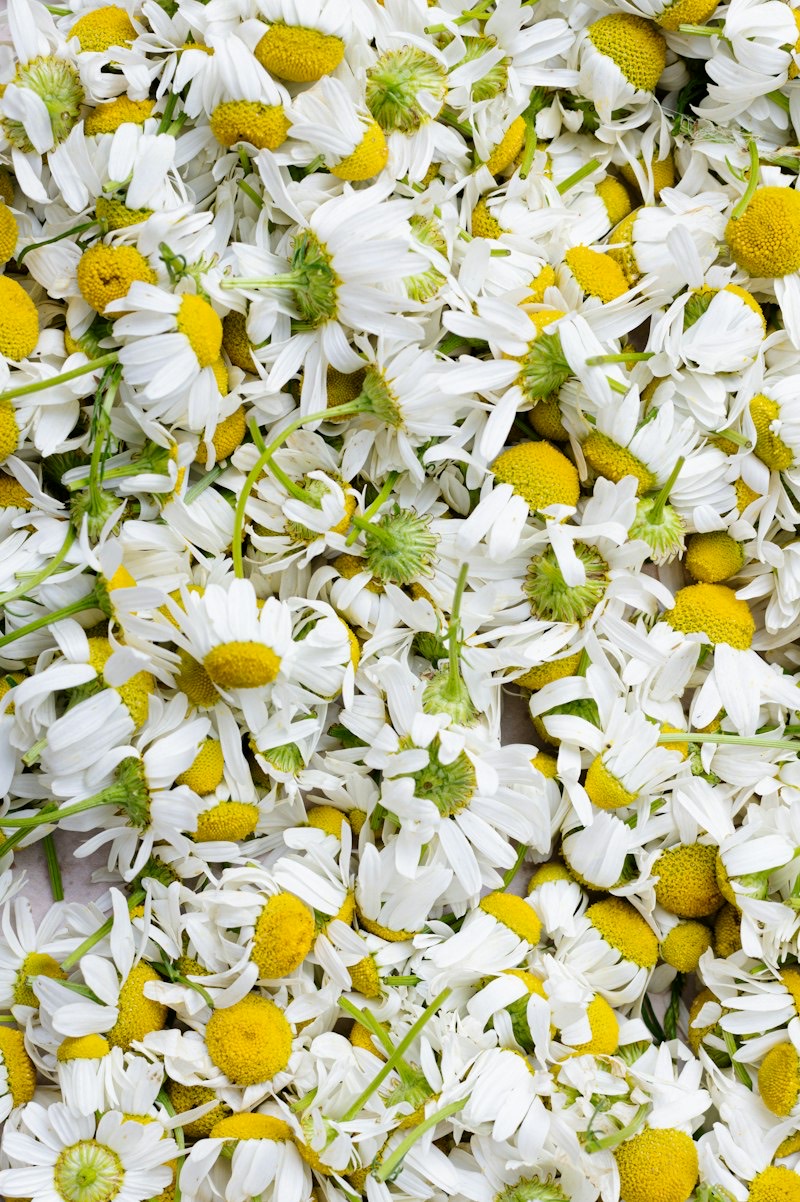 Chamomile flowers