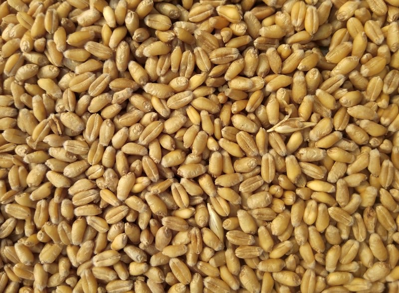 Harvested grain